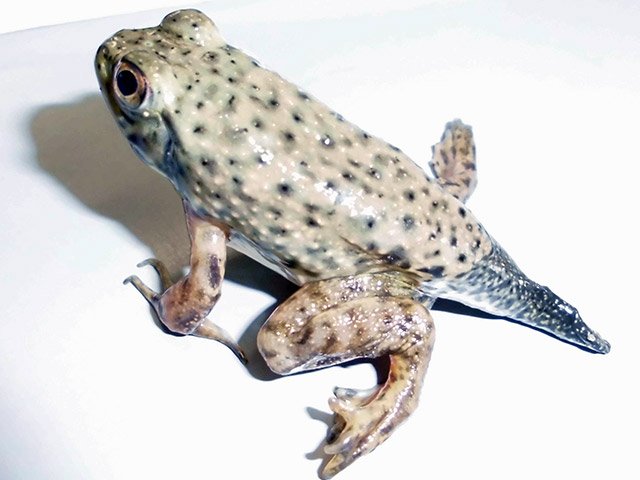発見時の尻尾が生えたカエル