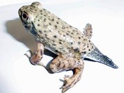 発見時の尻尾が生えたカエル