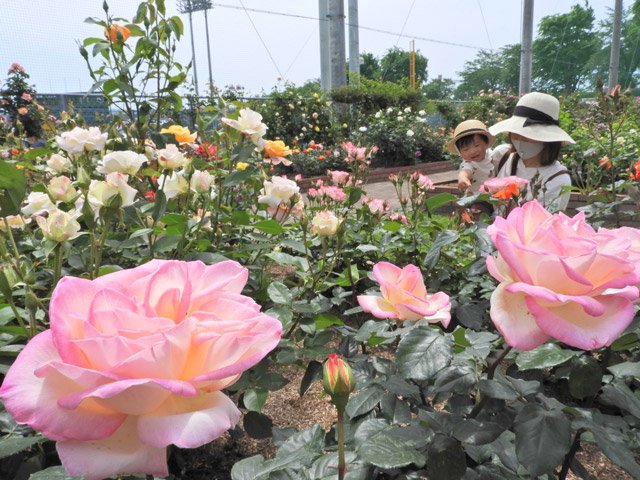 色とりどりの花を咲かせ、来園者を楽しませているバラ＝神戸町、ばら公園いこいの広場