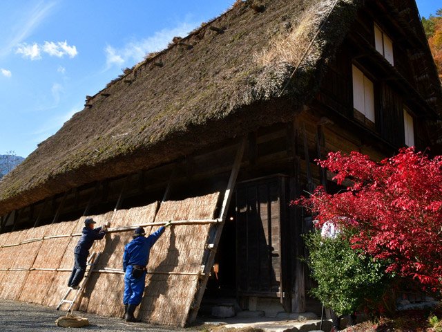 冬の到来を前に、合掌造り家屋に雪囲いを取り付ける職員＝白川村荻町、野外博物館合掌造り民家園