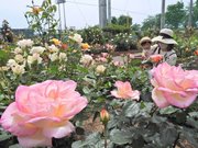 色とりどりの花を咲かせ、来園者を楽しませているバラ＝神戸町、ばら公園いこいの広場