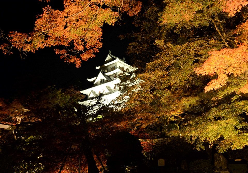 ライトアップされた郡上八幡城と紅葉＝郡上市八幡町