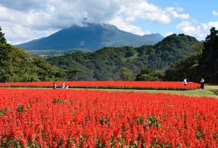 　「とっとり花回廊」で見頃を迎えたサルビア。奥は大山＝１０日午前、鳥取県南部町
