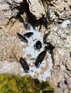 　コメに群がるヤマトゴキブリ＝６月、札幌市中央区（西野浩史・北海道大助教提供）