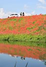 見頃を迎え、堤防と川面を真っ赤に染めるヒガンバナ＝３０日午後１時４５分、海津市南濃町津屋
