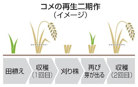 　コメの再生二期作（イメージ）