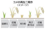 　コメの再生二期作（イメージ）