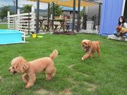 犬に優しい天然芝のドッグラン施設＝同