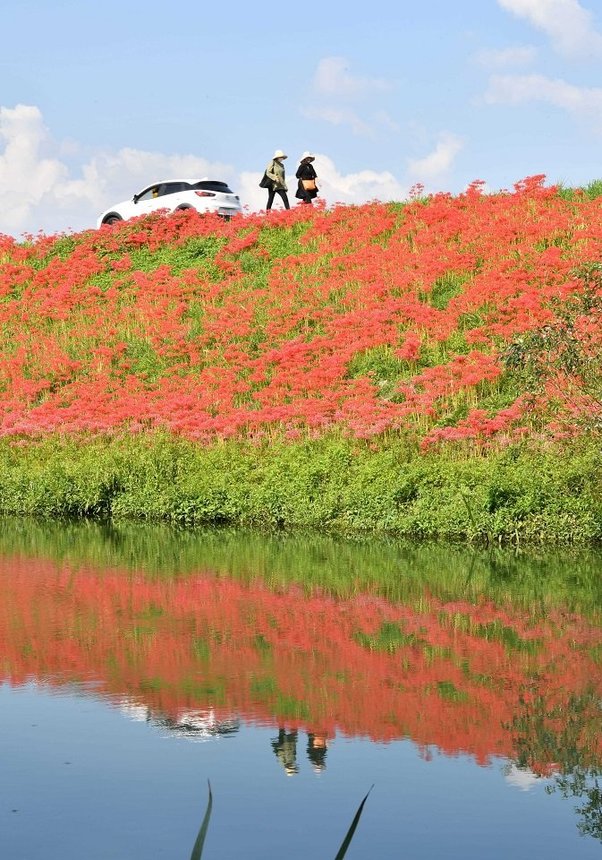 見頃を迎え、堤防と川面を真っ赤に染めるヒガンバナ＝３０日午後１時４５分、海津市南濃町津屋