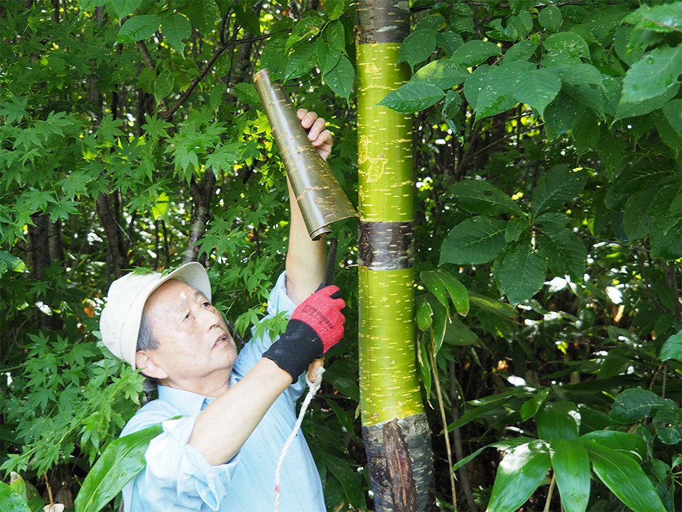 樹皮をはぐ八柳良太郎理事長。傍らでは同行者がクマよけの鈴を鳴らし続けていた＝秋田県仙北市