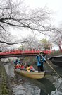 水門川の舟下りが始まり、満開の桜の下で遊覧を楽しむ観光客＝大垣市船町