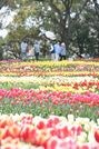 大花壇をカラフルに染めるチューリップ＝７日午後１時３３分、岐阜県海津市海津町油島、木曽三川公園センター