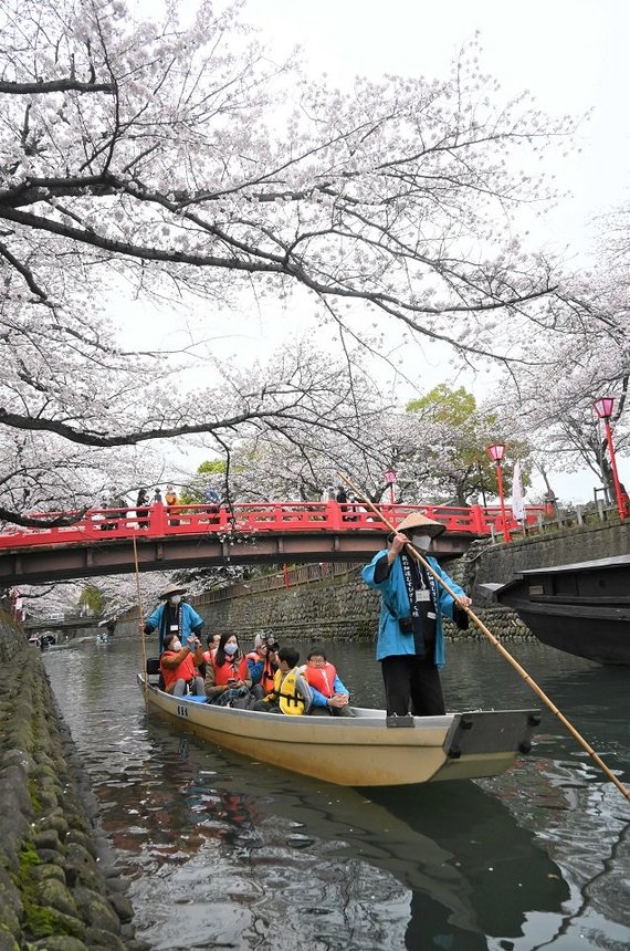水門川の舟下りが始まり、満開の桜の下で遊覧を楽しむ観光客＝大垣市船町