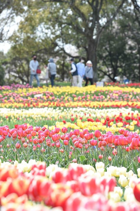 大花壇をカラフルに染めるチューリップ＝７日午後１時３３分、岐阜県海津市海津町油島、木曽三川公園センター