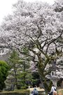 満開となった鵜飼桜＝２８日正午、岐阜市御手洗、岐阜護国神社