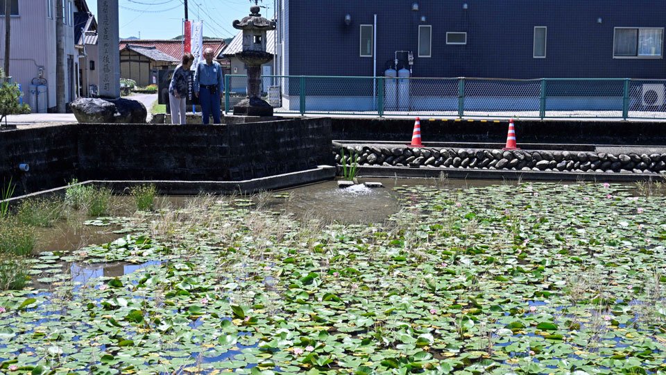 見頃を迎えたスイレンの花＝関市池尻、円福寺