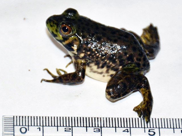 発見から６日目で尻尾が縮んだカエル
