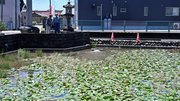 見頃を迎えたスイレンの花＝関市池尻、円福寺