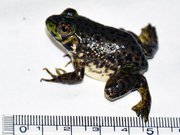 発見から６日目で尻尾が縮んだカエル