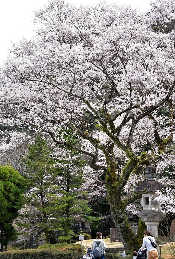 満開となった鵜飼桜＝２８日正午、岐阜市御手洗、岐阜護国神社