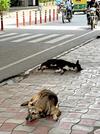 　インド・ニューデリー中心部の路上で寝る野良犬＝２０２４年８月（共同）