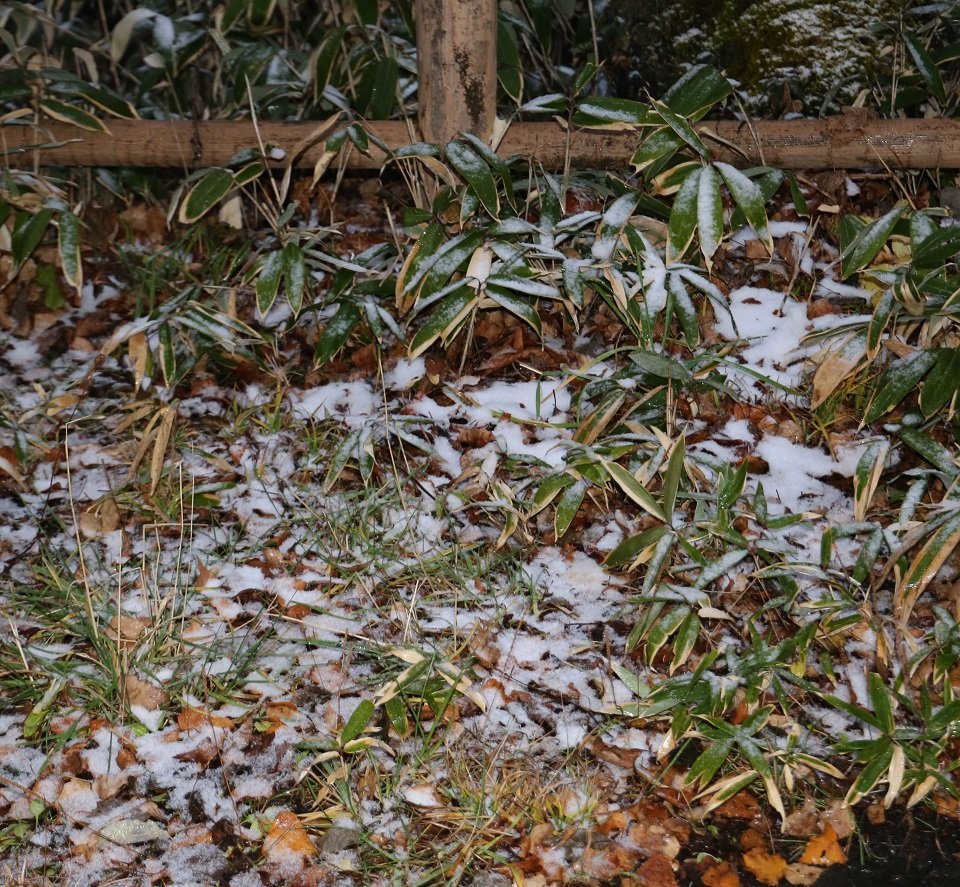 うっすら積もる雪＝１６日午後、高山市丹生川町久手