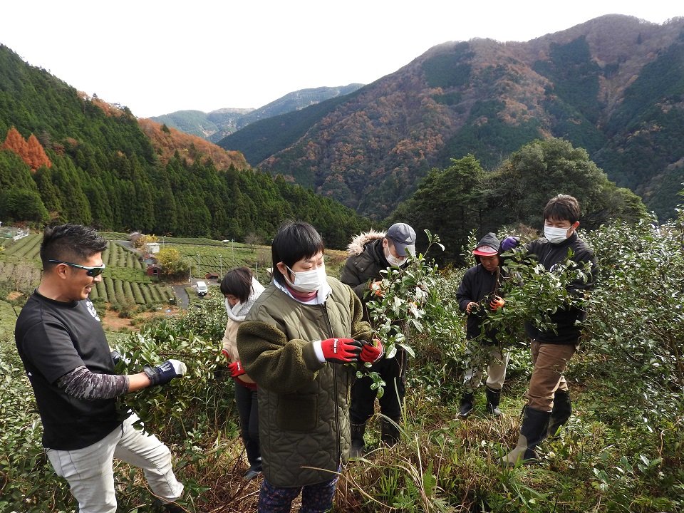 「天空の茶園」で和気あいあいと枝と茶葉を収獲するいぶき福祉会の施設利用者ら＝揖斐郡揖斐川町春日六合、上ヶ流茶園