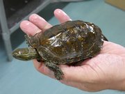中国南東部原産ハナガメと日本固有のニホンイシガメ（準絶滅危惧種）との交雑種と思われるカメ＝岐阜市柳戸、岐阜大応用生物科学部動物繁殖学研究室