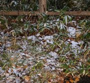 うっすら積もる雪＝１６日午後、高山市丹生川町久手