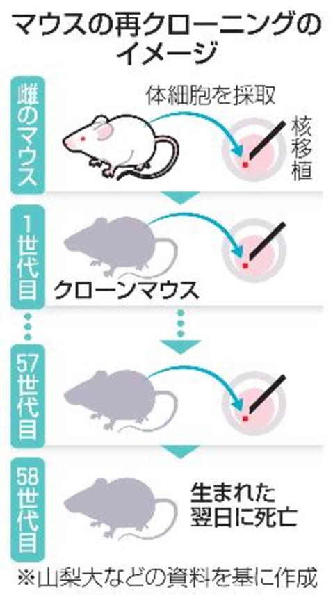 　マウスの再クローニングのイメージ