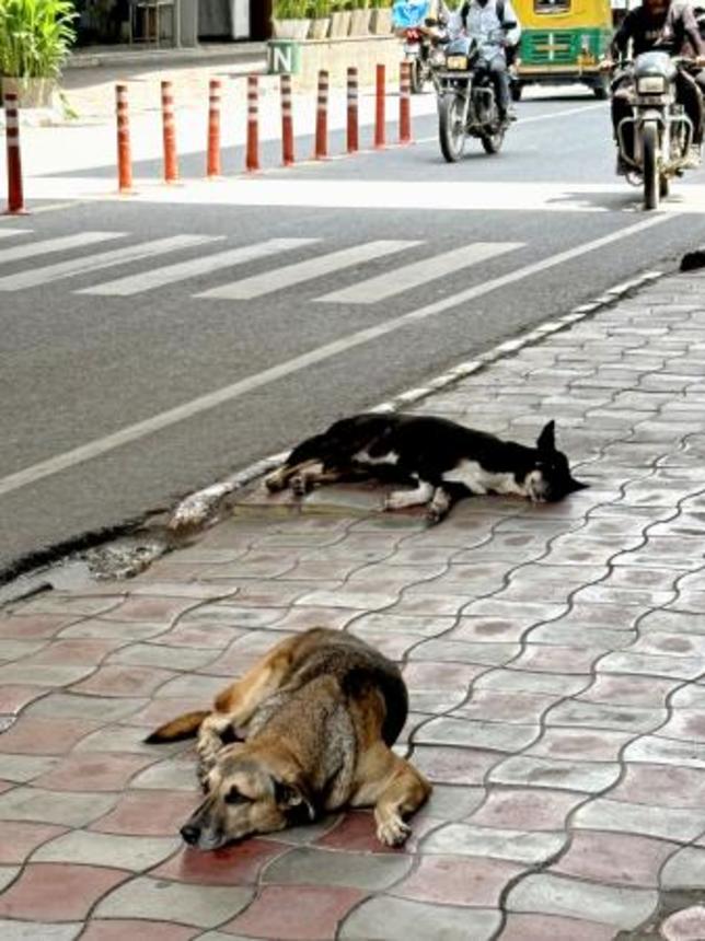 　インド・ニューデリー中心部の路上で寝る野良犬＝２０２４年８月（共同）