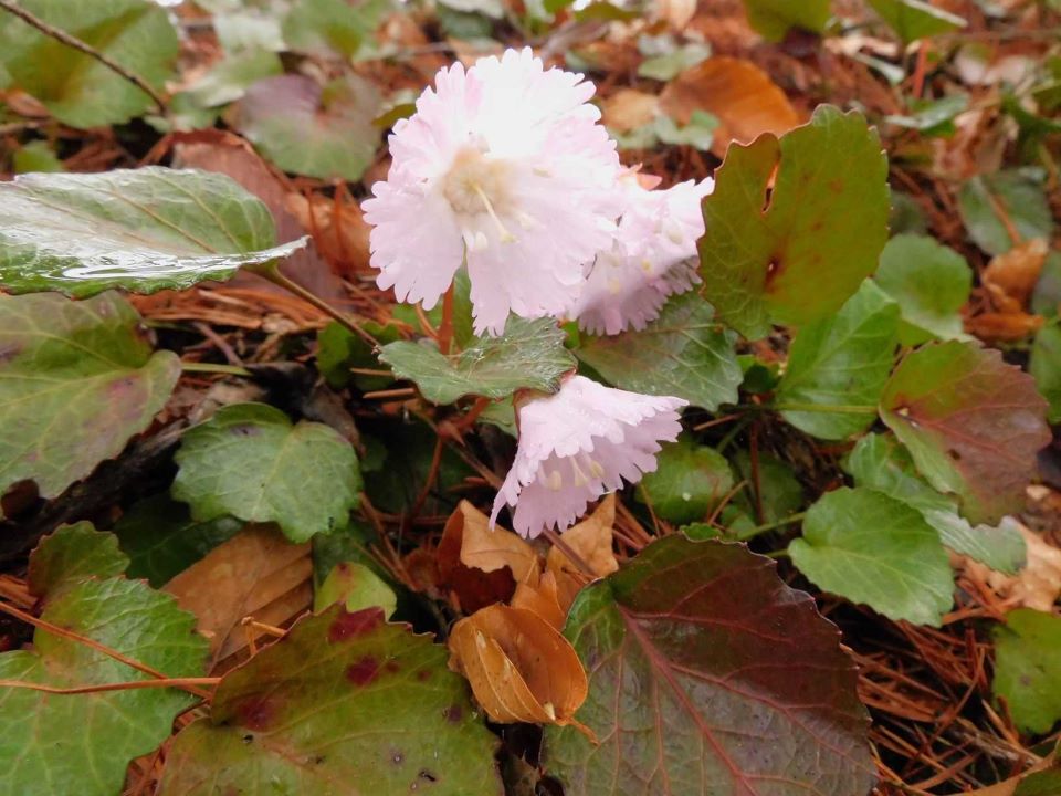 淡いピンクの花をつけたイワウチワ＝岐阜県飛騨市神岡町小萱