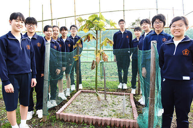 募金の感謝の意を込めて昨年７月に広島市から贈られたアオギリの苗木。生徒たちが大切に育て高さ１５０センチほどに成長した＝不破郡関ケ原町今須、今須中学校 