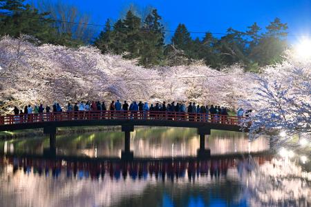 　見頃を迎えライトアップされた、国内有数の桜の名所として知られる青森・弘前公園の桜＝１５日午後、弘前市