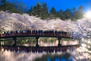 　見頃を迎えライトアップされた、国内有数の桜の名所として知られる青森・弘前公園の桜＝１５日午後、弘前市