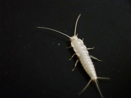 　ニュウハクシミ（東京文化財研究所提供）