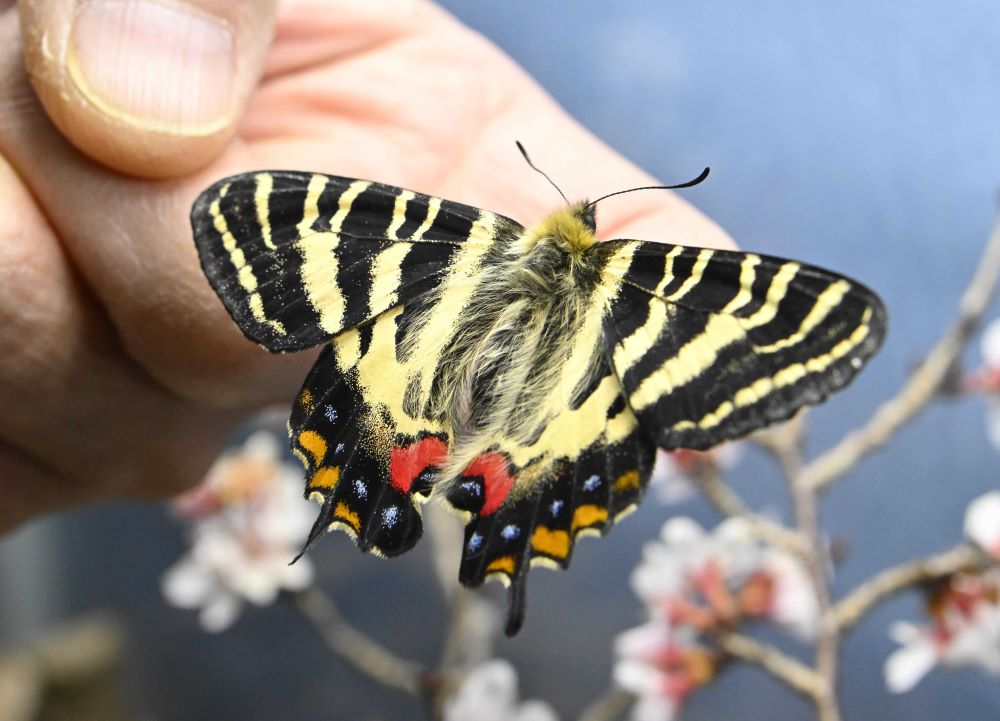 今季初めて羽化したギフチョウ＝２６日午後２時５８分、岐阜市大宮町、名和昆虫博物館