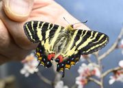 今季初めて羽化したギフチョウ＝２６日午後２時５８分、岐阜市大宮町、名和昆虫博物館