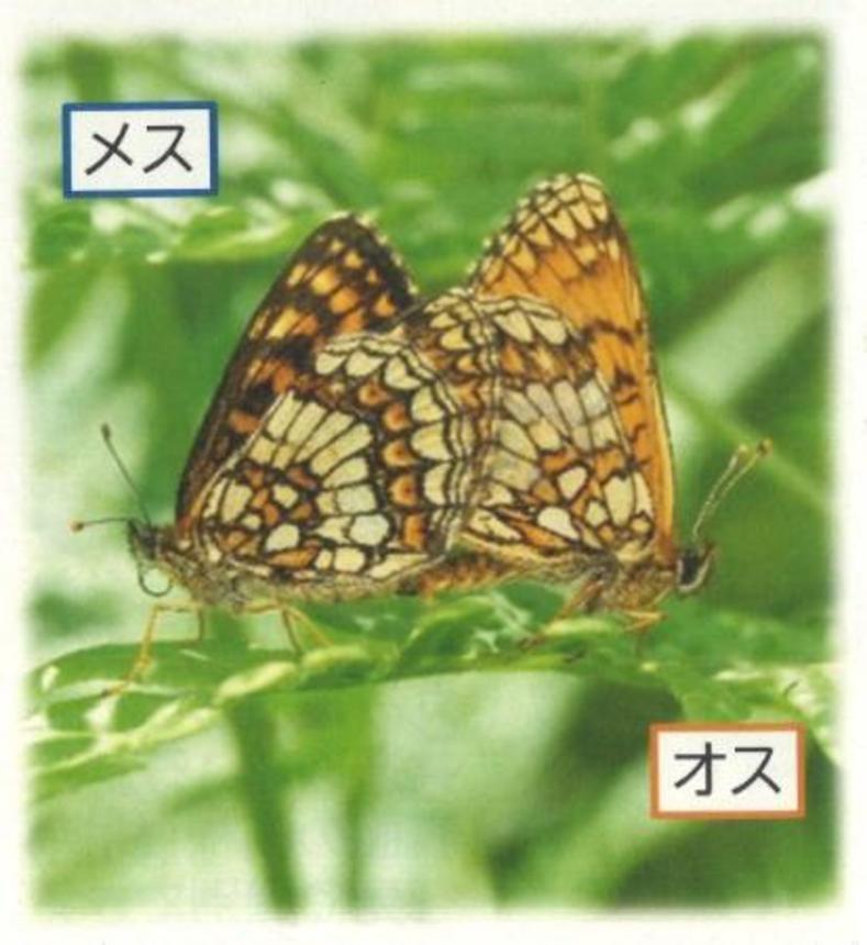　コヒョウモンモドキ（環境省・長野県警提供）
