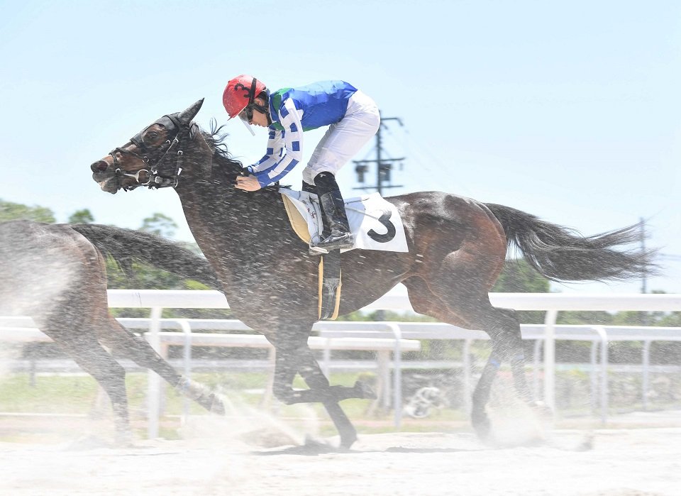 ９着でゴールしたオマタセシマシタ＝羽島郡笠松町、笠松競馬場