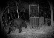 　箱わなの近くを歩くヒグマ＝９月２７日、北海道苫前町（林豊行さん提供）