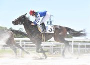 ９着でゴールしたオマタセシマシタ＝羽島郡笠松町、笠松競馬場