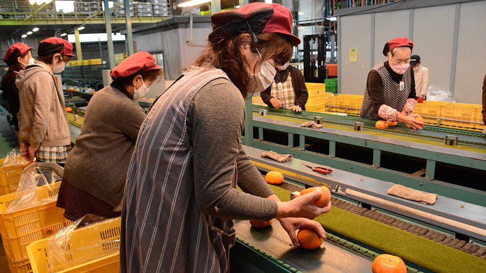 出荷される富有柿＝本巣市上保