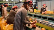 出荷される富有柿＝本巣市上保