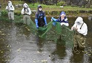 アズマヒキガエル保護のため、コイよけの網を張る学生、生徒たち＝岐阜市内