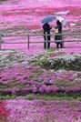斜面を鮮やかに彩るシバザクラ＝２４日午後０時２６分、岐阜県郡上市明宝奥住