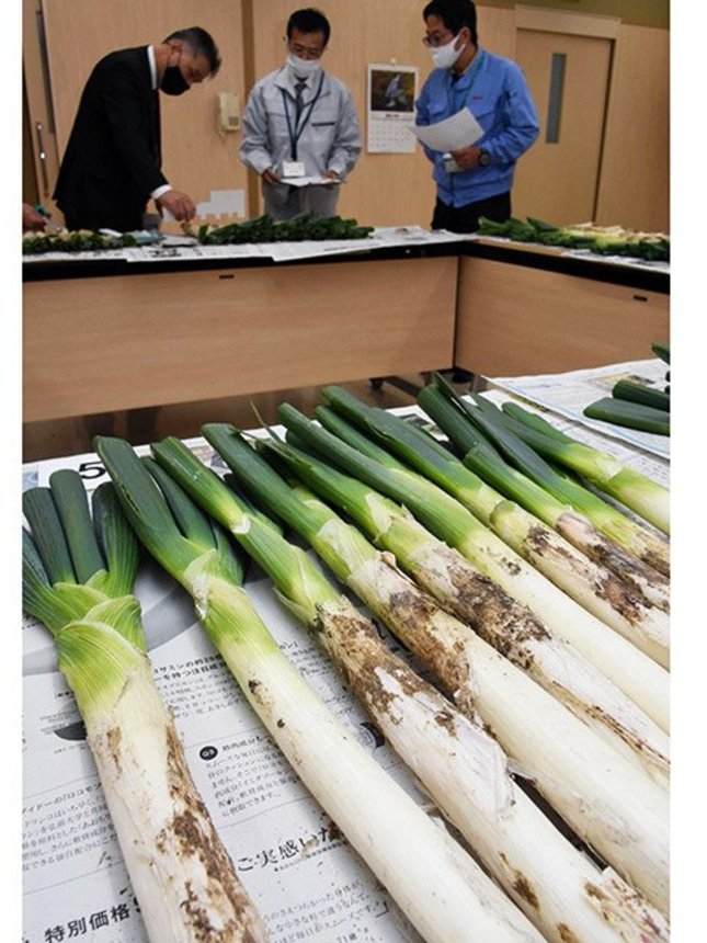太くて柔らかい「飛騨のりくらねぎ」＝高山市丹生川町坊方、飛騨農業協同組合丹生川支店
