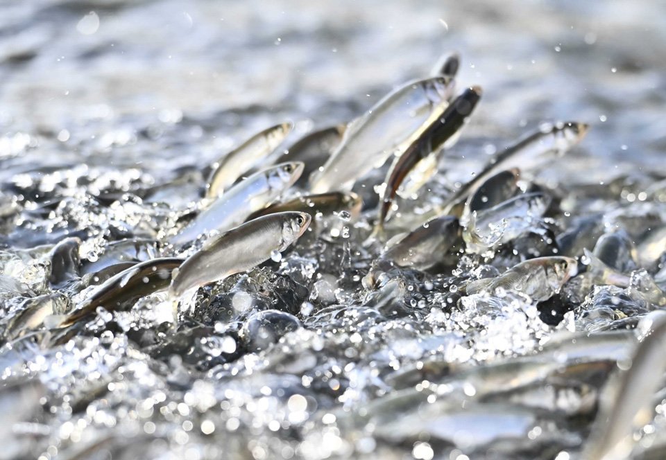 春の日差しを浴びて飛び跳ねる養殖鮎＝１３日、美濃市生櫛、美濃養魚場