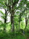 新緑が輝くブナの森＝飛騨市河合町天生、天生県立自然公園