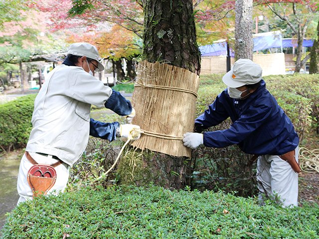 マツの幹にこもを巻く作業員＝１６日午前、岐阜市大宮町、岐阜公園